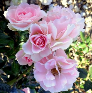 JENNYS ROSE (floribunda)